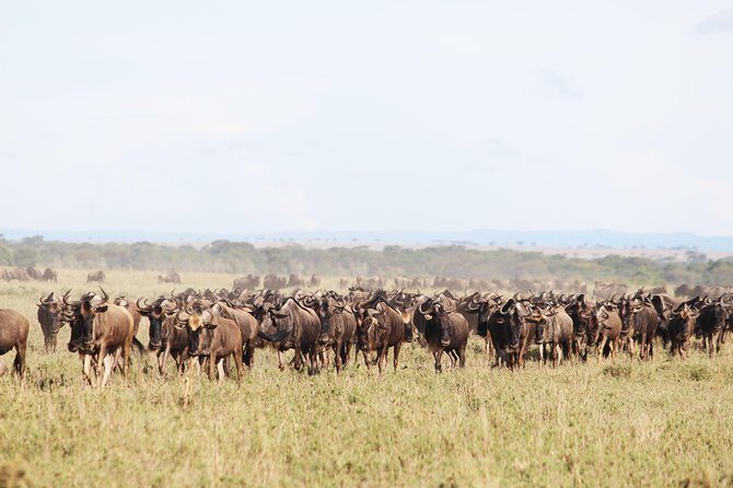 7-Day Premium Luxury Tanzania Safari All-Inclusive - Final Thoughts