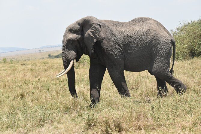 7 Day Private Jeep Safari, 5 star lodges with Balloon Ride Kenya - Who Is This Tour Best For?