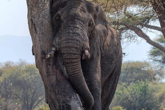 7-Day Private midrange Tour in Arusha with Airport Pickup - Final Thoughts