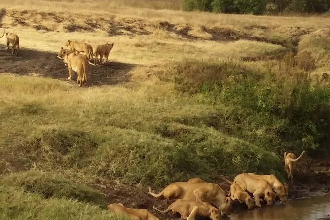 7-Day Private Safari to Amboseli National Park and Masai Mara - Introduction