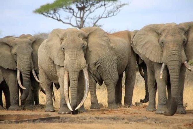 7-Day Private Safari to Amboseli National Park and Masai Mara - Key Points