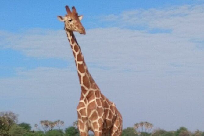 7-Day Private Safari to Amboseli National Park and Masai Mara - Authentic Experiences and Unique Highlights