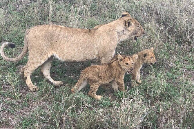 7-Day Private Safari to Amboseli National Park and Masai Mara - Practical Considerations