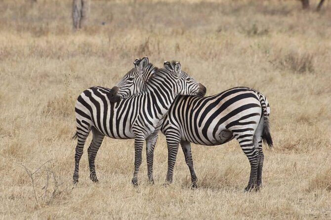 7-Day Private Safari to Amboseli National Park and Masai Mara - FAQ