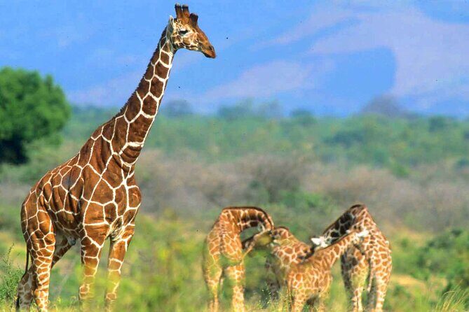 7-Day Private Tour in Kenya National Parks From Nairobi / Mombasa - Who Would Enjoy This Tour?
