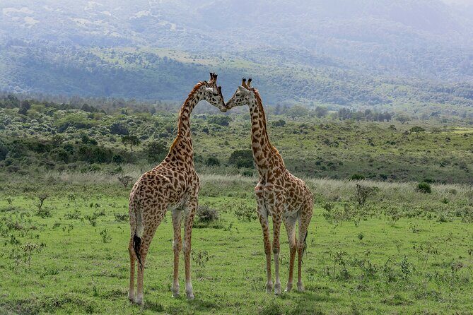 7-Day Private Tour in Kenya National Parks From Nairobi / Mombasa - The Sum Up