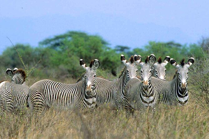7-Day Private Tour in Kenya National Parks From Nairobi / Mombasa - FAQ
