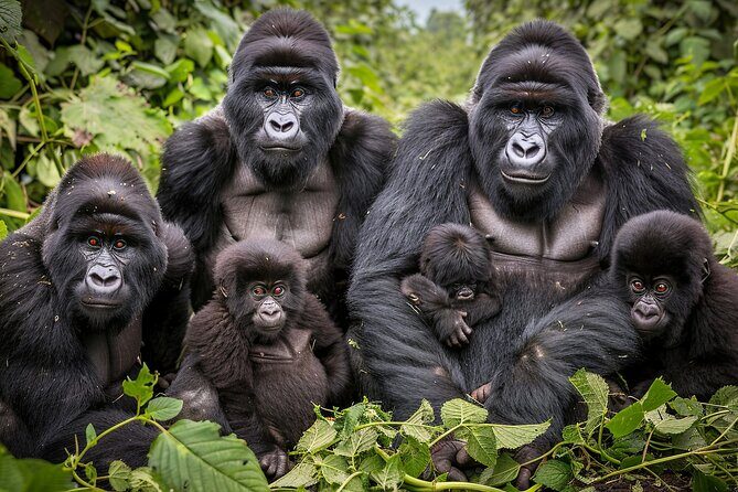 7-Day Private Uganda Gorilla Tracking Safari Tour From Entebbe - Key Points