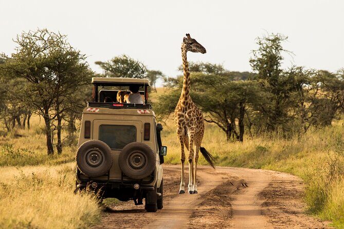 7-Day Private Uganda Gorilla Tracking Safari Tour From Entebbe - An In-Depth Look at the 7-Day Itinerary