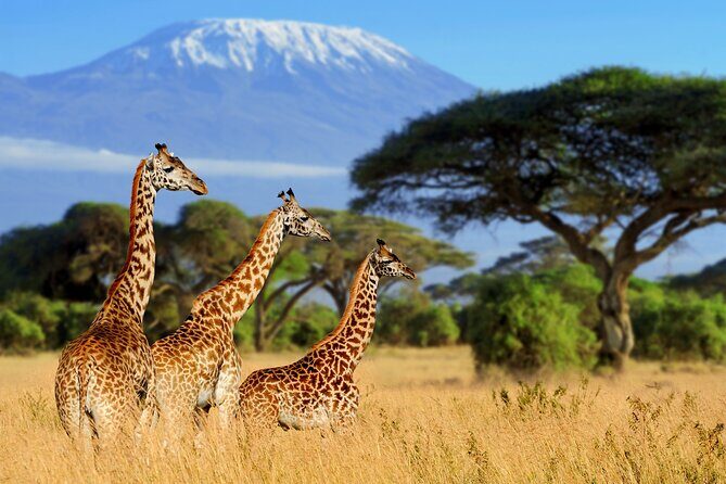 7-Day Private Uganda Gorilla Tracking Safari Tour From Entebbe - Final Thoughts