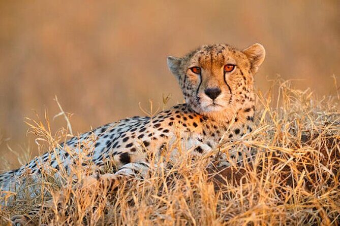 7-Day Safari to Maasai Mara, Lake Naivasha and Amboseli from Nairobi - A Closer Look at the Itinerary