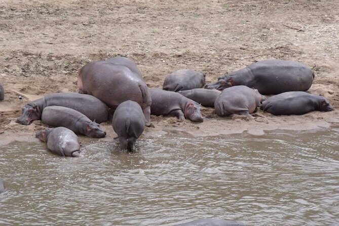 7-Day Safari to Maasai Mara, Lake Naivasha and Amboseli from Nairobi - Who This Tour Is Best For
