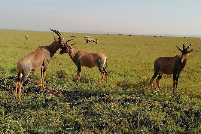 7-Day Safari to Maasai Mara, Lake Naivasha and Amboseli from Nairobi - Final Thoughts