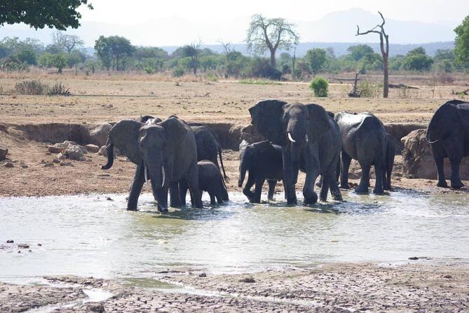 7 Day Safari To Selous, Mikumi and Ruaha National Parks + transfers - Frequently Asked Questions