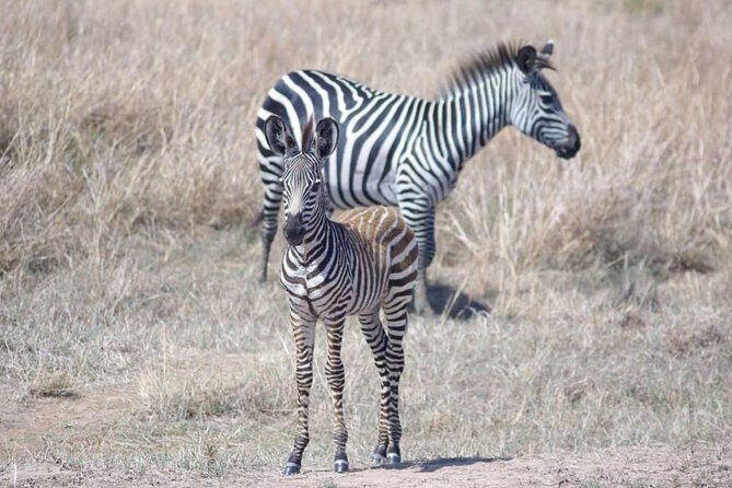 7 Day Safari To Selous, Mikumi and Ruaha National Parks + transfers - Final Thoughts