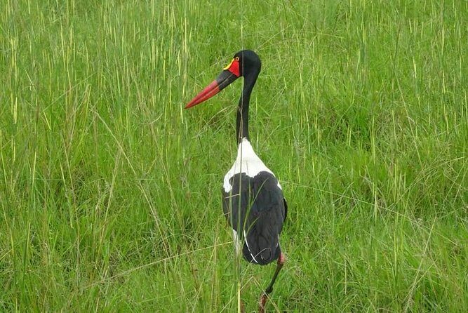 7 Day Safari To Selous, Mikumi and Ruaha National Parks + transfers - Final Tips
