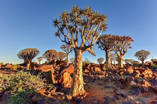 7 Day Southern Namibia and Sossusvlei Camping Safari - The Value of This Tour
