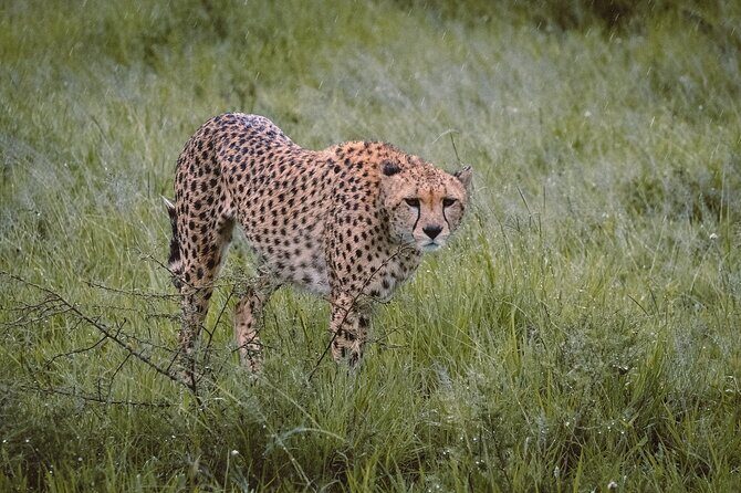 7-Day Tanzania Odyssey Safari- High End Tour - The Itinerary in Detail