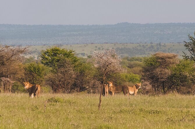 7-Day Tanzania Odyssey Safari- High End Tour - The Value of the Tour