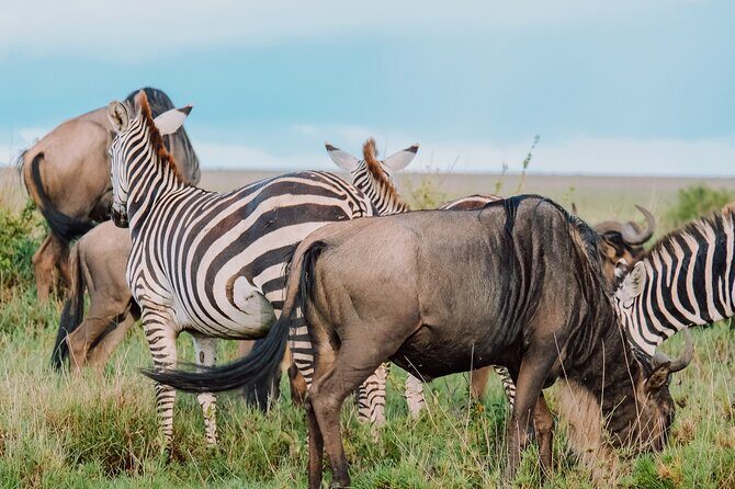 7-Day Tanzania Odyssey Safari- High End Tour - FAQ