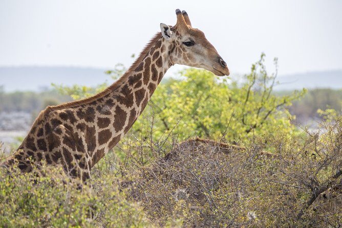 7 Day Taste of Namibia Lodging Safari - Who Will Love This Experience?