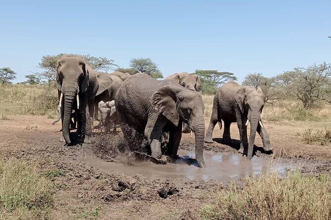7 Day The Great Savannah Luxury Safari All Inclusive - The Sum Up