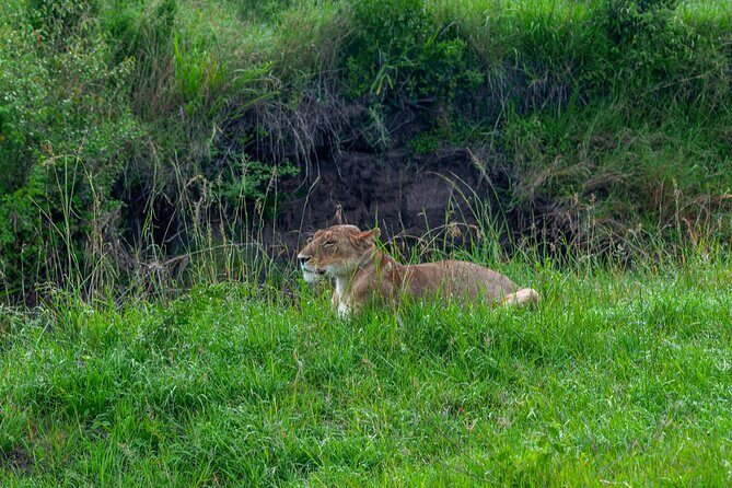 7 Day Tour of Amboseli Lake Nakuru and Masai Mara - Key Points