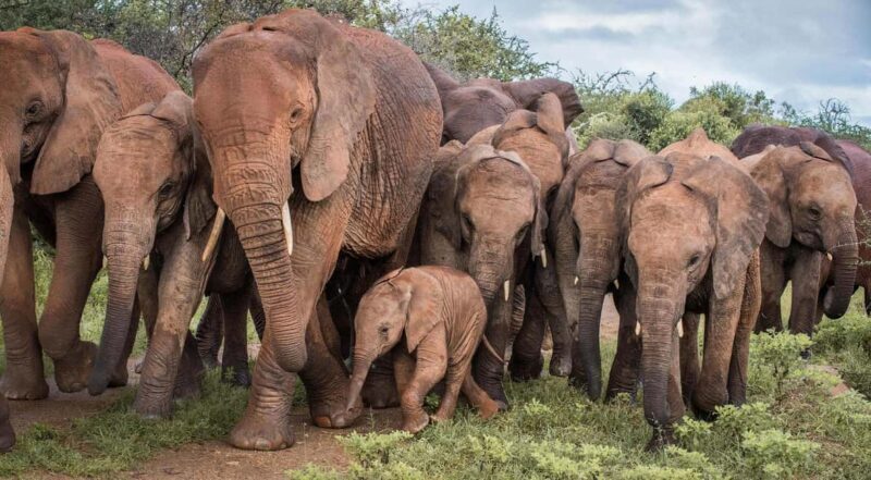 7-Day Tour to Amboseli, Tsavo, and Diani Beach Safari - Day 5: Transition from Safari to Coast