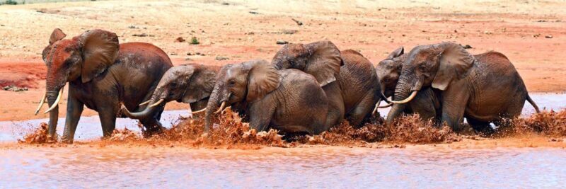 7-Day Tour to Amboseli, Tsavo, and Diani Beach Safari - Days 6 & 7: Relaxing at Diani Beach