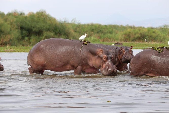 7-Day Uganda Adventure Safari - Midrange Lodges - Key Points