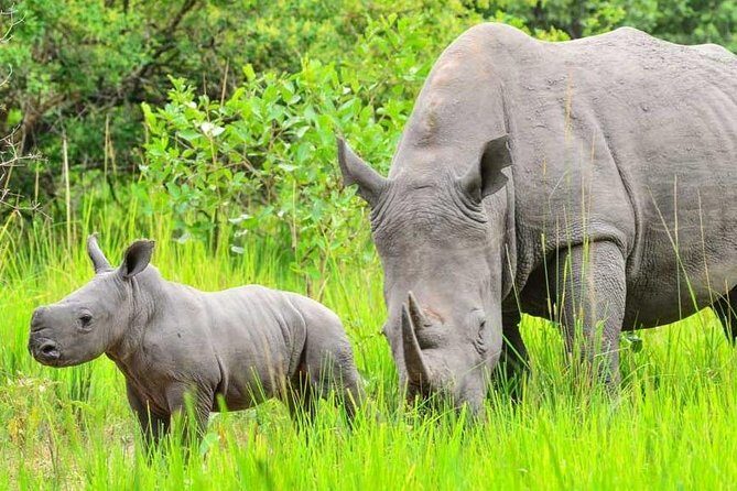 7-Day Uganda Adventure Safari - Midrange Lodges - FAQ