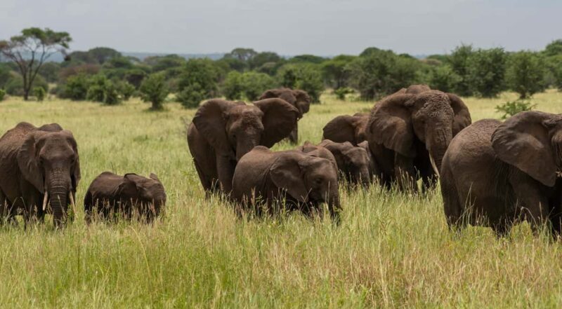 7-Day Wildebeest Mara River Crossing Safari - A Detailed Look at the 7-Day Wildebeest Mara River Crossing Safari