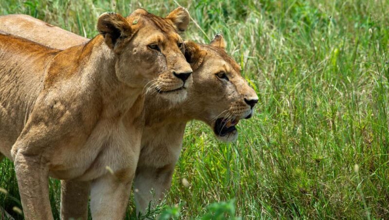 7-Day Wildebeest Migration & Culture Safari - What You Can Expect: A Day-by-Day Breakdown