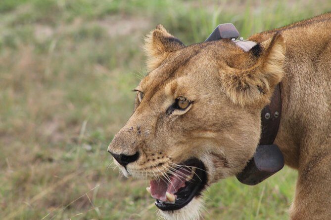 7-Day Wildlife Adventure Safari - Key Points