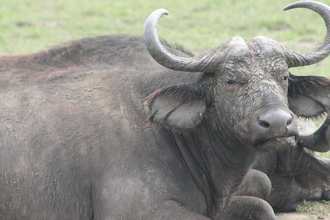 7-Day Wildlife Adventure Safari - A Deep Dive into the 7-Day Uganda Safari