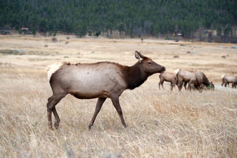 7-Day Yellowstone National Park Rocky Mountain Explorer - Day 3: The Grand Tetons and Wildlife