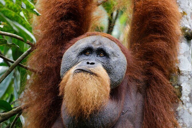7 Days 6 Nights North Sumatra Tour (Bukit Lawang-Berastagi-Lake Toba) - Why This Tour Offers Great Value