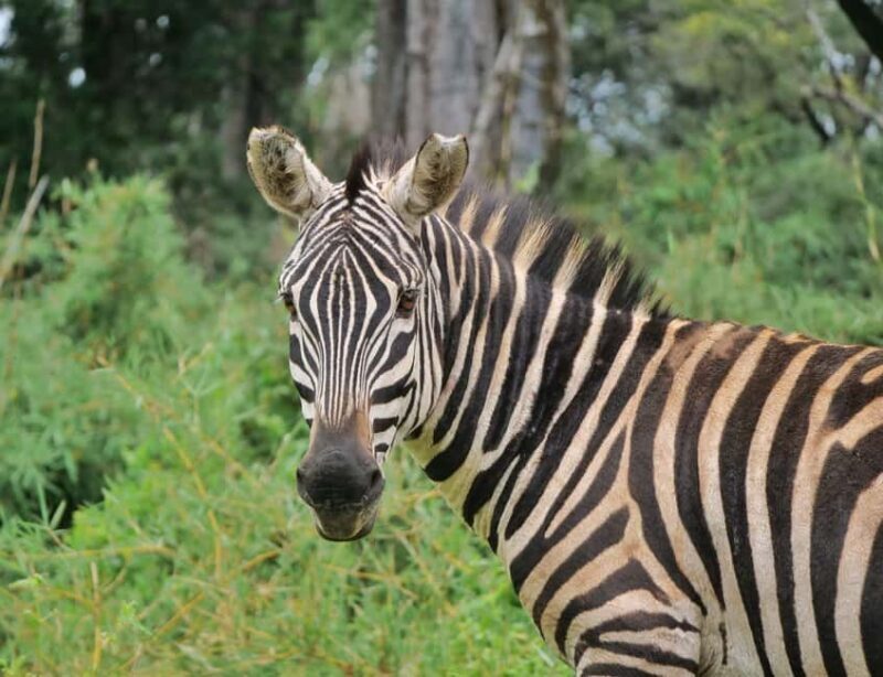 7 Days Amboseli-Bogoria/Baringo-Nakuru & Masai Mara Safari. - Key Points