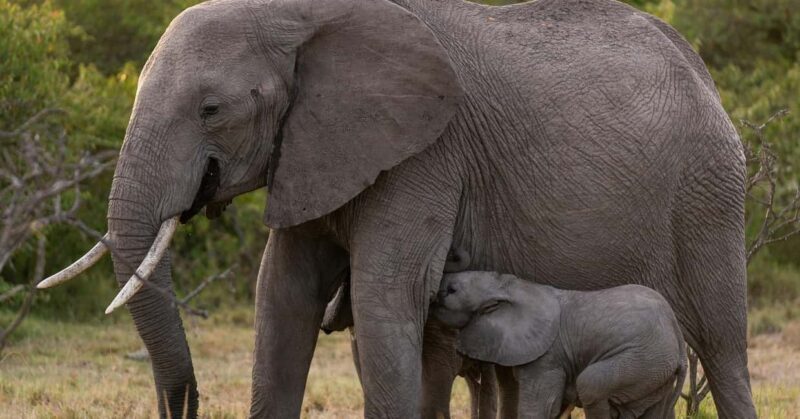 7 Days Amboseli-Bogoria/Baringo-Nakuru & Masai Mara Safari. - Who Will Love This Tour?