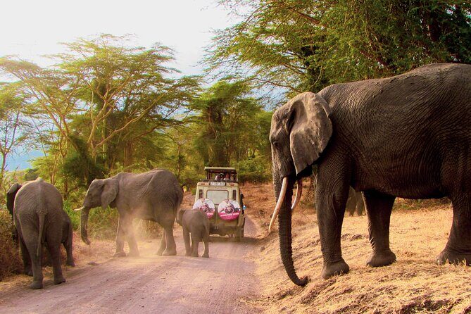 7 Days Best of Kenya Wildlife Safari - Practical Considerations