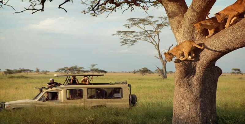 7 Days Big Five Safari to Tarangire, Serengeti & Ngorongoro - Practical Considerations & Value