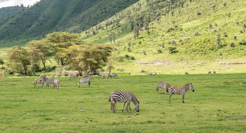 7 Days Big Five Safari to Tarangire, Serengeti & Ngorongoro - Who Should Consider This Safari?