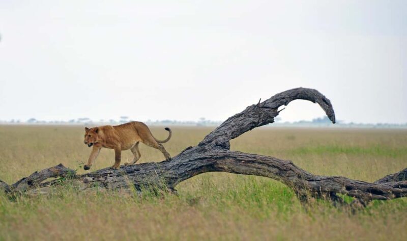 7-Days Budget Camping - Tarangire, Serengeti, Ngorongoro... - Key Points