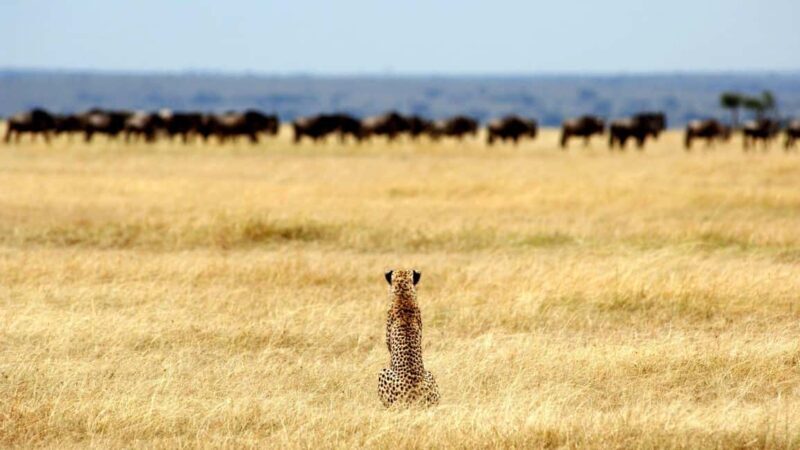 7-Days Budget Camping - Tarangire, Serengeti, Ngorongoro... - Who Should Consider This Safari?