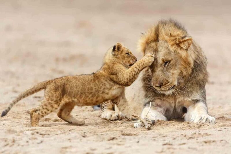 7-Days Budget Camping - Tarangire, Serengeti, Ngorongoro... - Frequently Asked Questions