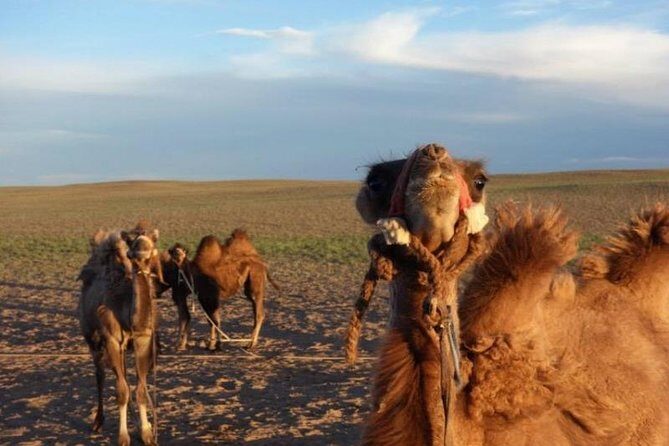 7 days Central Mongolia and Great Gobi - An In-Depth Look at the Itinerary