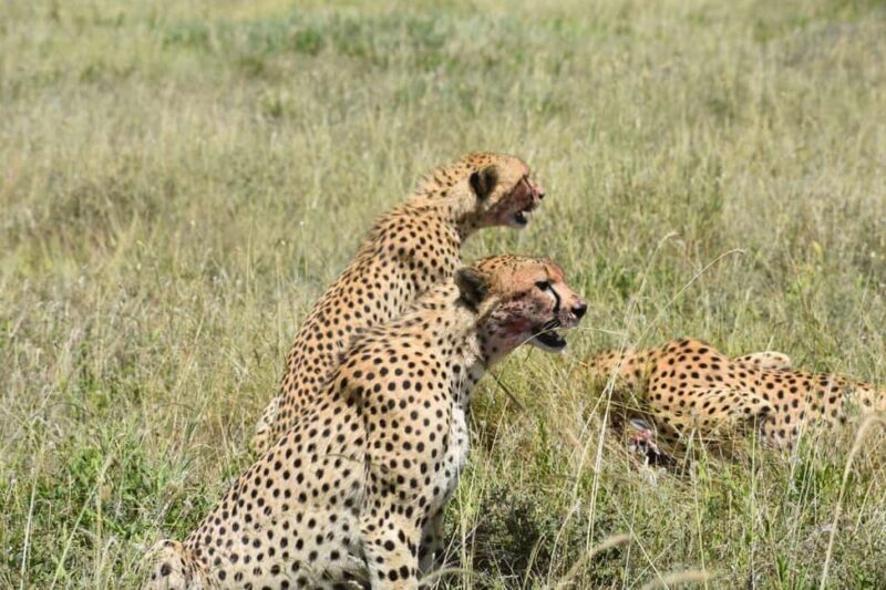 7 Days Comfort Mid-range Safari 3 Nights Serengeti - Key Points