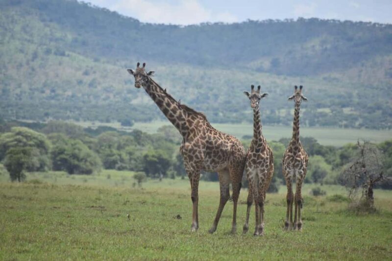 7 Days Comfort Mid-range Safari 3 Nights Serengeti - What’s Included and What’s Not