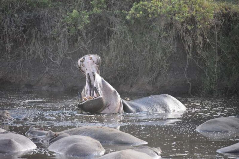 7 Days Comfort Mid-range Safari 3 Nights Serengeti - The Value of Comfort and Expertise