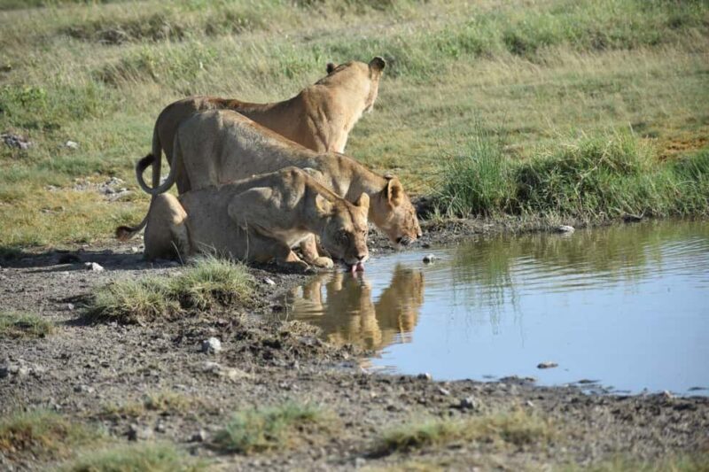 7 Days Comfort Mid-range Safari 3 Nights Serengeti - The Practical Side